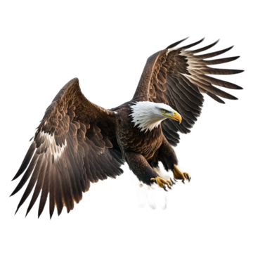 aguila